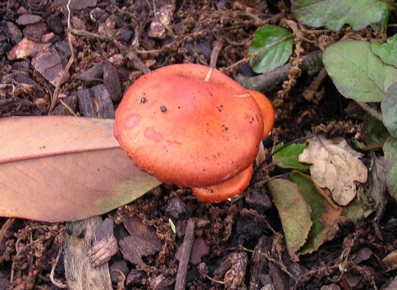 Stropharia aurantiaca